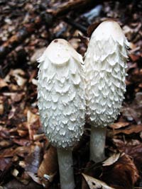 Gnojistarka